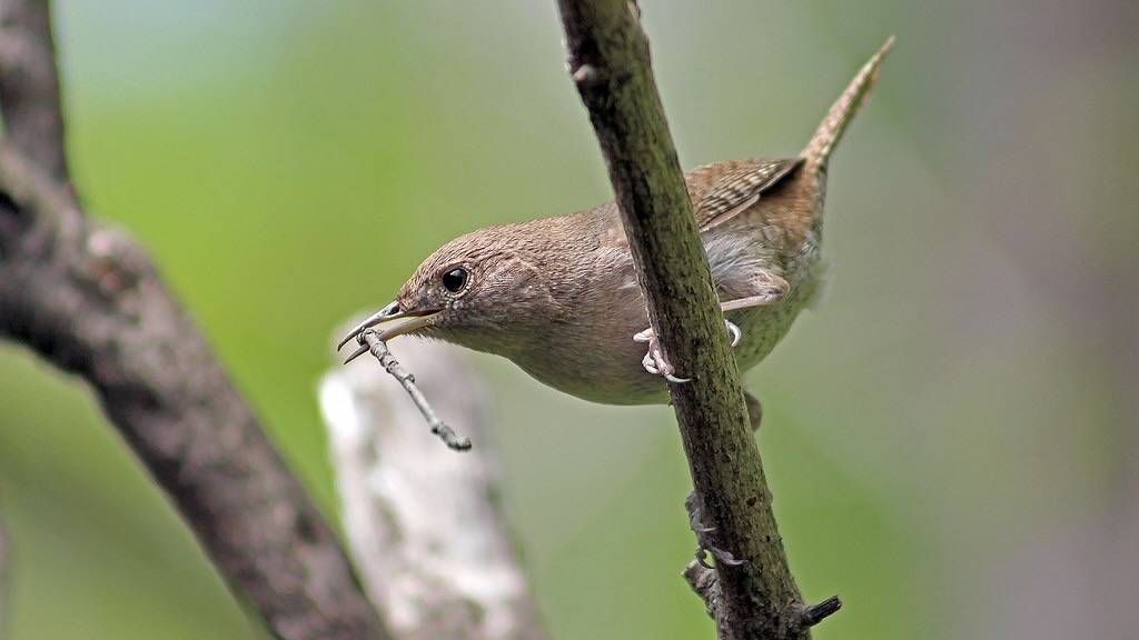A house wren building a nest (ID 11) by Tibor Nagy is licensed under CC BY-NC 2.0.